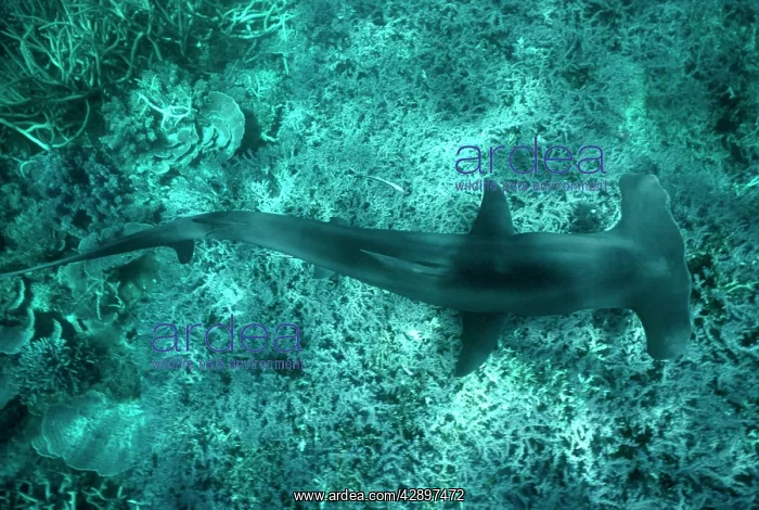: Great Hammerhead SHARK - viewed from above : Great Hammerhead SHARK - viewed from above