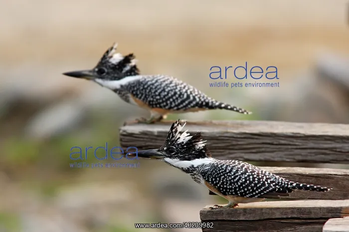 : Great Himalayan Kingfishers reacting after : Great Himalayan Kingfishers reacting after