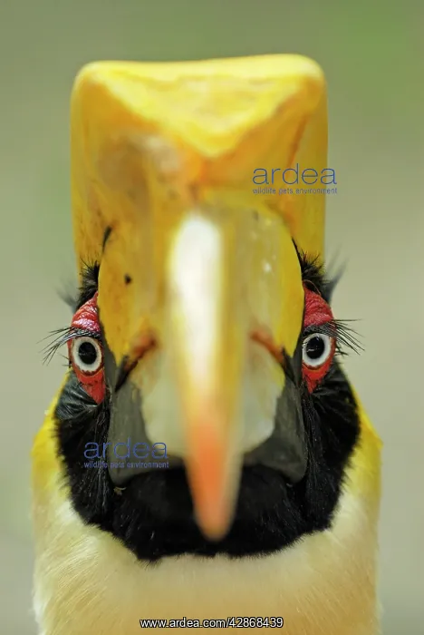 : Great Hornbill : Great Hornbill