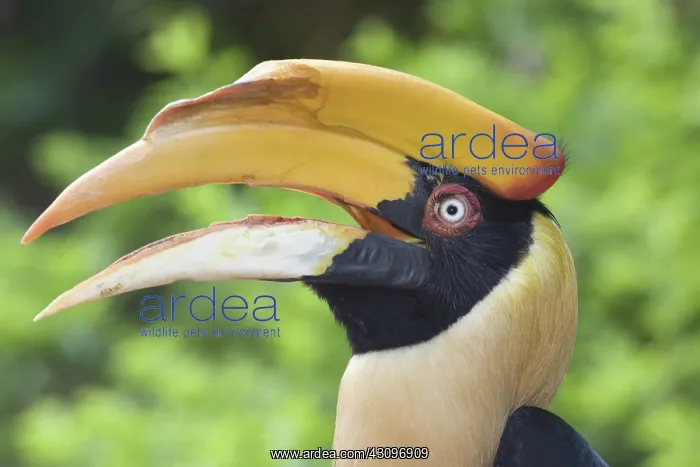 : Great Hornbill : Great Hornbill