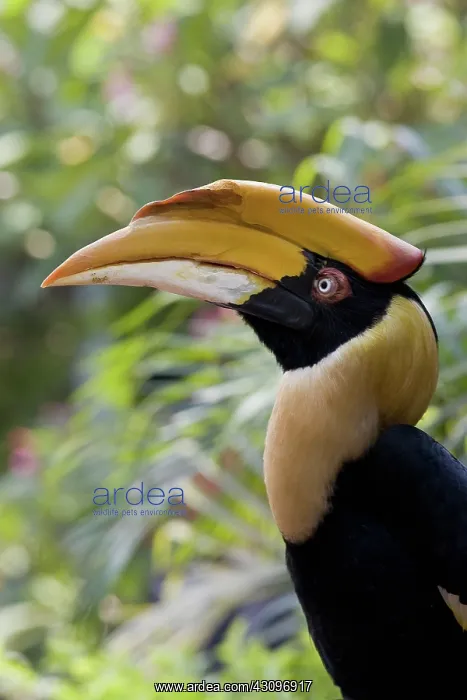 : Great Hornbill : Great Hornbill