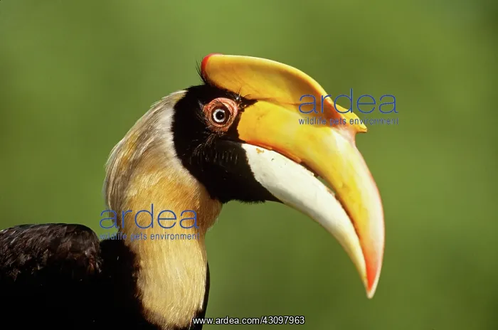: Great Hornbill : Great Hornbill
