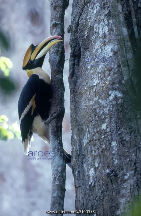 : Great Hornbill : Great Hornbill
