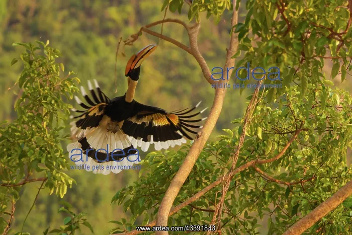 : Great Hornbill : Great Hornbill
