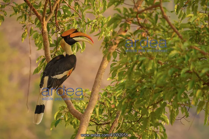 : Great Hornbill : Great Hornbill