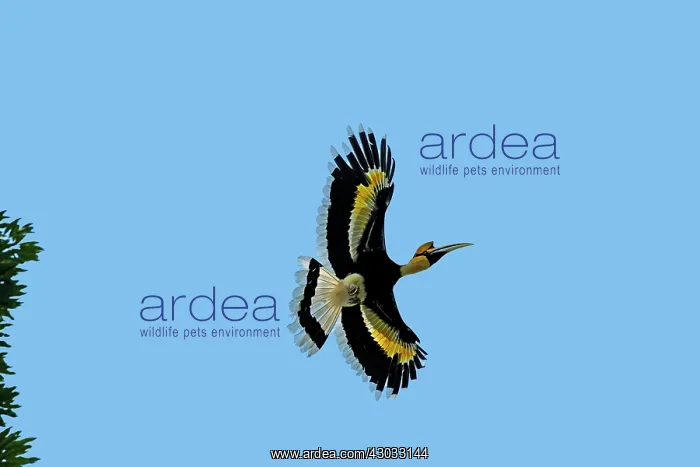 : Great Hornbill / Great Indian Hornbill / Great Pied : Great Hornbill / Great Indian Hornbill / Great Pied
