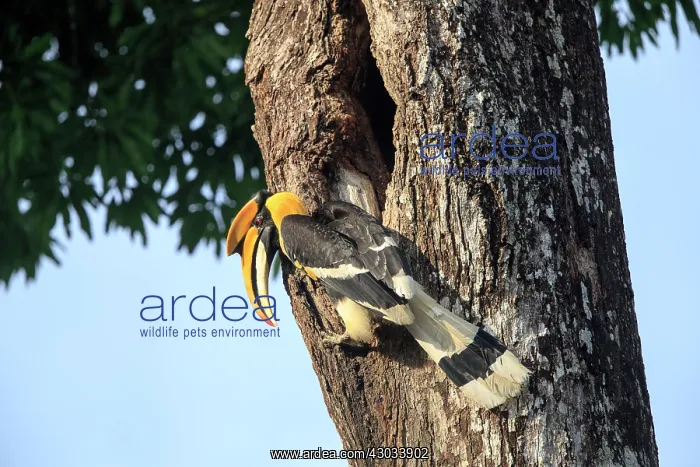 : Great Hornbill / Great Indian Hornbill / Great Pied : Great Hornbill / Great Indian Hornbill / Great Pied