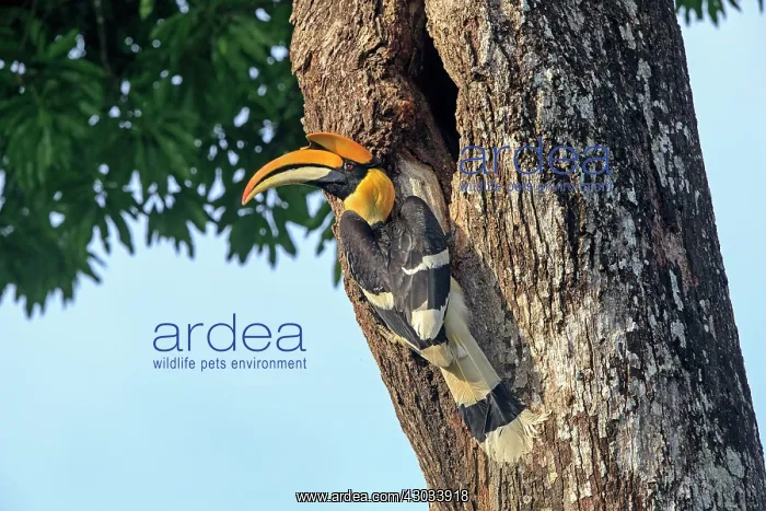 : Great Hornbill / Great Indian Hornbill / Great Pied : Great Hornbill / Great Indian Hornbill / Great Pied