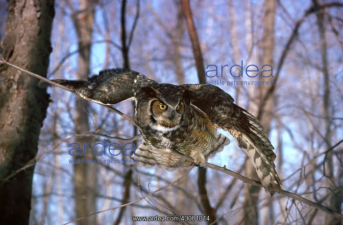 : Great Horned Owl : Great Horned Owl
