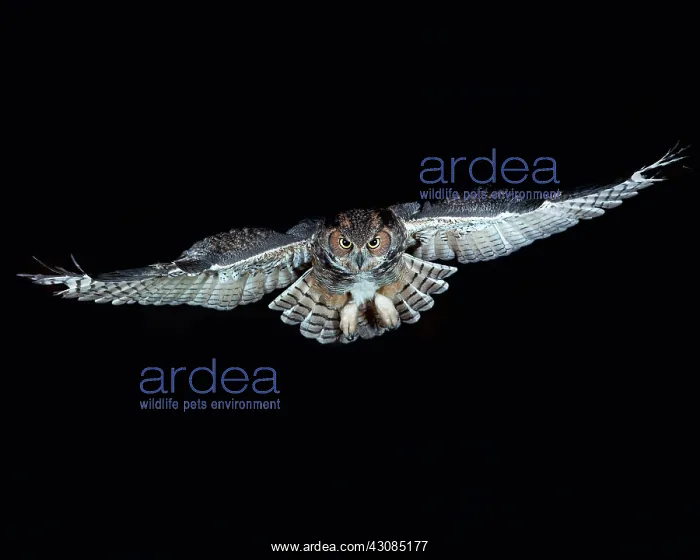 : Great Horned Owl : Great Horned Owl