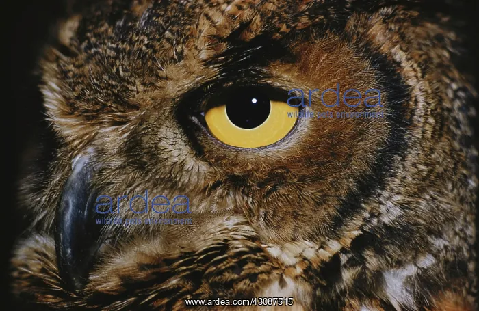 : Great Horned Owl : Great Horned Owl