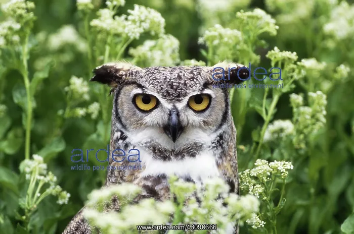 : Great Horned Owl : Great Horned Owl