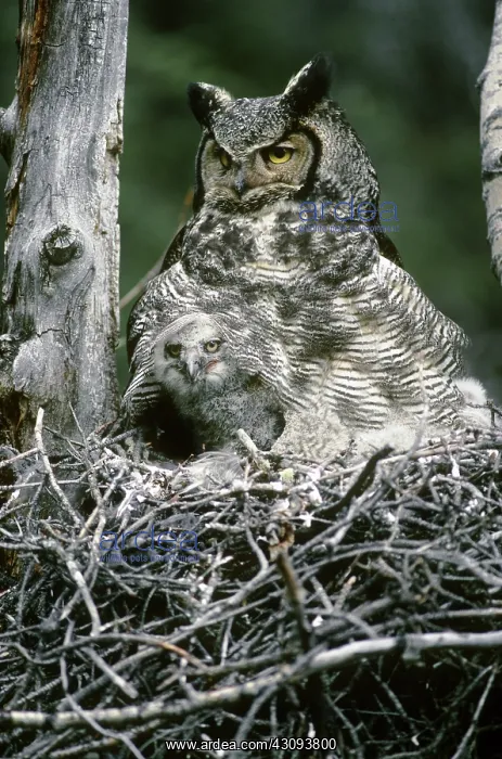 : Great Horned Owl : Great Horned Owl