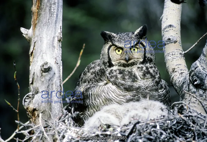 : Great Horned Owl : Great Horned Owl