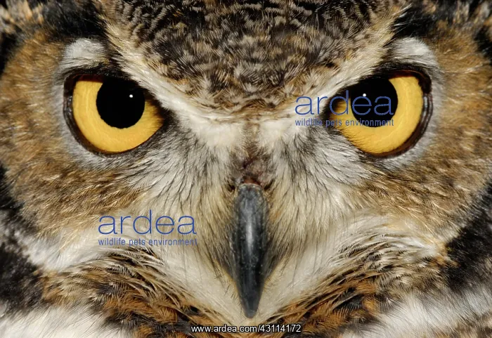 : Great Horned Owl : Great Horned Owl