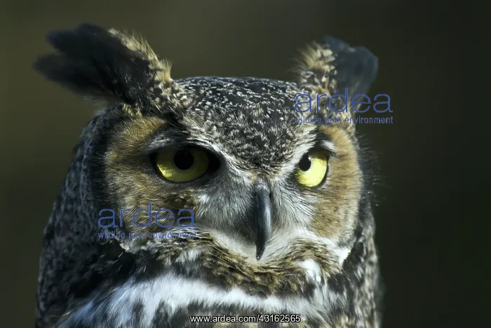 : Great horned owl : Great horned owl