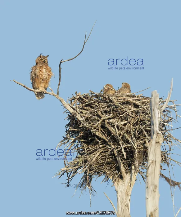 : Great Horned Owl adult perched on dead branch near nest : Great Horned Owl adult perched on dead branch near nest