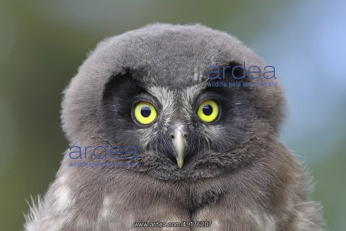 : Great Horned Owl (Aegolius funereus) : Great Horned Owl (Aegolius funereus)