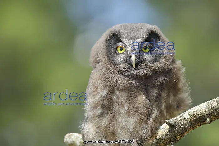 : Great horned owl (Aegolius funereus) : Great horned owl (Aegolius funereus)