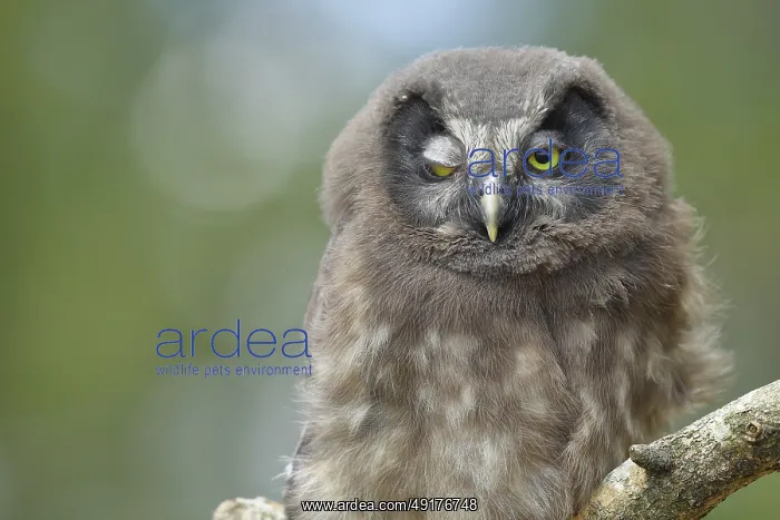 : Great horned owl (Aegolius funereus) : Great horned owl (Aegolius funereus)