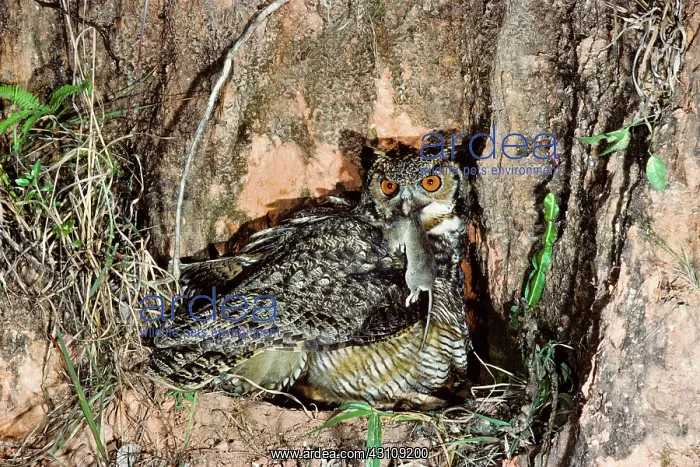 : Great Horned Owl bringing prey to nest : Great Horned Owl bringing prey to nest