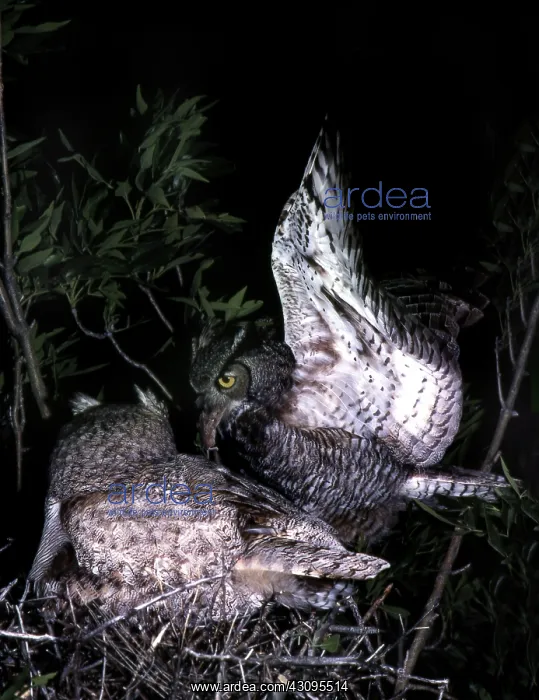 : Great Horned Owl brings food to nest : Great Horned Owl brings food to nest