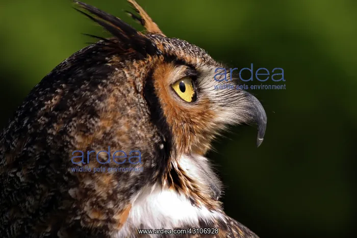 : Great Horned Owl (Bubo virginianus) : Great Horned Owl (Bubo virginianus)