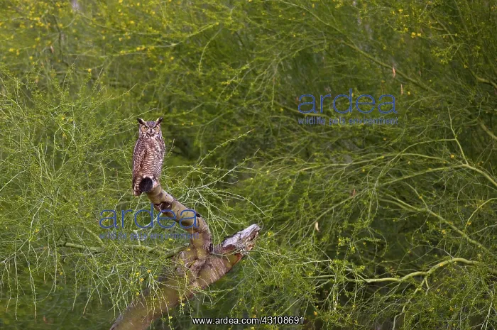  : Great Horned Owl (Bubo virginianus). Phoenix, Arizona