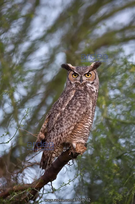 : Great Horned Owl (Bubo virginianus). Phoenix, Arizona : Great Horned Owl (Bubo virginianus). Phoenix, Arizona