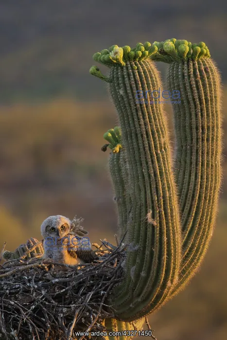: great horned owl (Bubo virginianus), fledgling on nest in sa : great horned owl (Bubo virginianus), fledgling on nest in sa