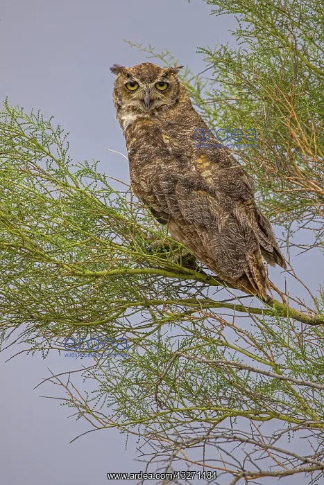 : Great horned owl, Bubo virginianus, in palo verde tree, Sonor : Great horned owl, Bubo virginianus, in palo verde tree, Sonor