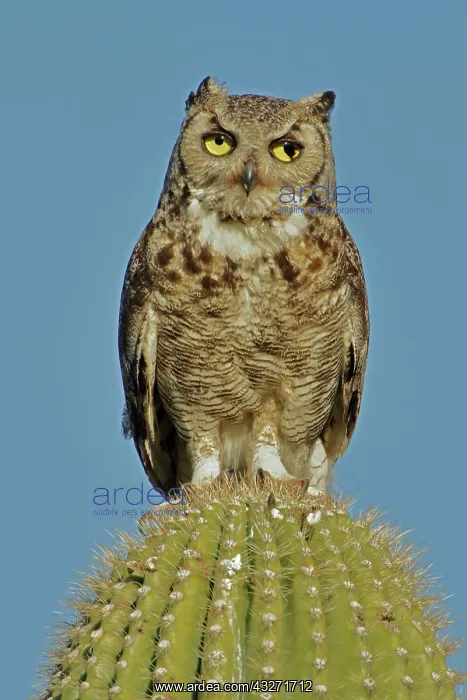 : great horned owl, bubo virginianus, with injured eye, on sag : great horned owl, bubo virginianus, with injured eye, on sag