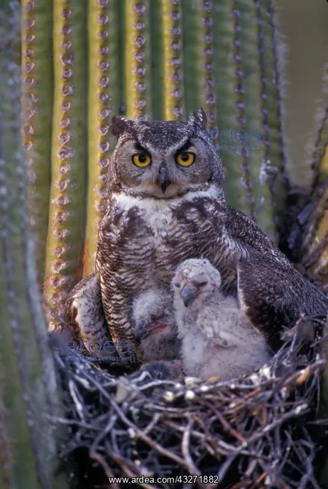 : Great Horned Owl (Bubo virginianus) - Arizona - With young i : Great Horned Owl (Bubo virginianus) - Arizona - With young i