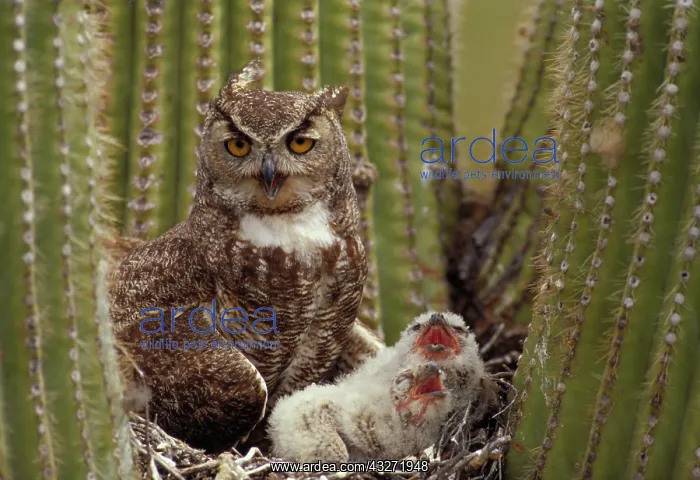 : Great Horned Owl (Bubo virginianus) - Arizona - With young i : Great Horned Owl (Bubo virginianus) - Arizona - With young i