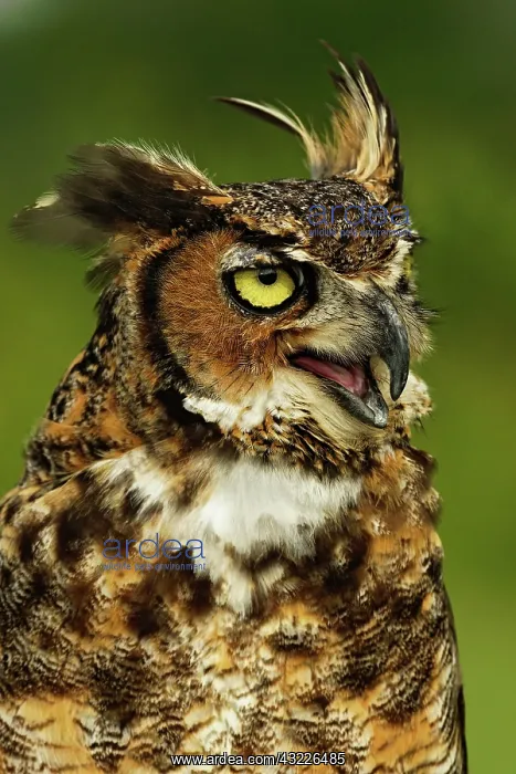 : Great Horned Owl, Bubo virginianus, Captive : Great Horned Owl, Bubo virginianus, Captive