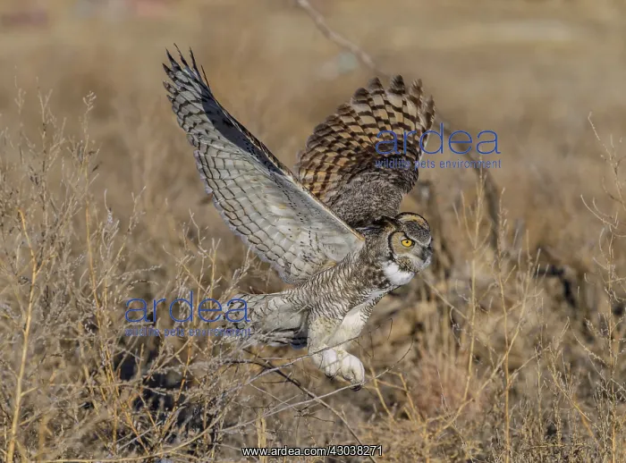  : Great Horned Owl Bubo virginianus on the eastern Colora