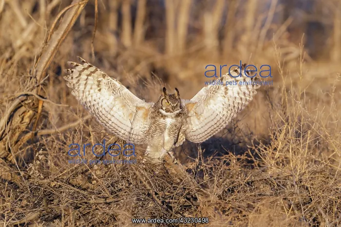 : Great Horned Owl Bubo virginianus on the eastern Colora : Great Horned Owl Bubo virginianus on the eastern Colora