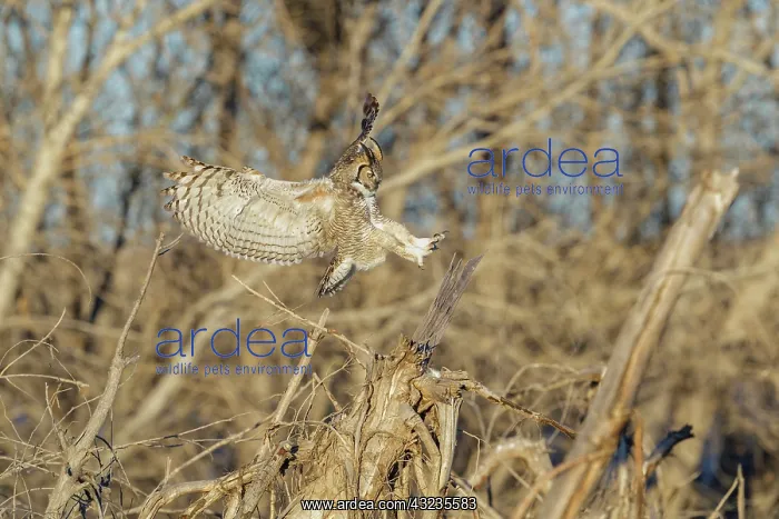 : Great Horned Owl Bubo virginianus on the eastern Colora : Great Horned Owl Bubo virginianus on the eastern Colora