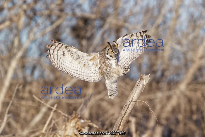 : Great Horned Owl Bubo virginianus on the eastern Colora : Great Horned Owl Bubo virginianus on the eastern Colora