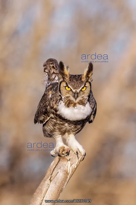 : Great Horned Owl Bubo virginianus hooting from his perc : Great Horned Owl Bubo virginianus hooting from his perc