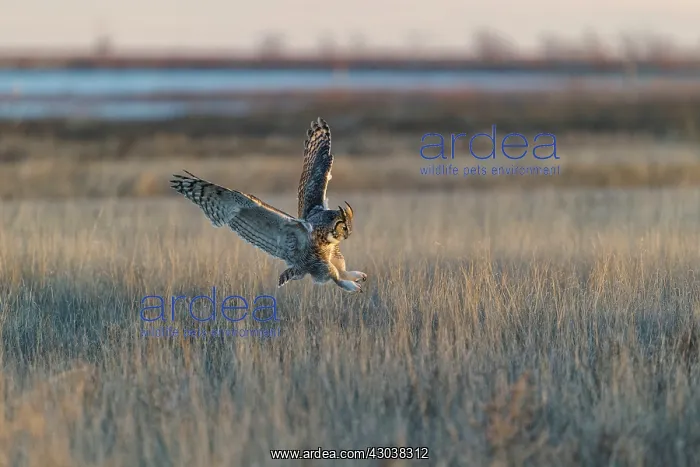 : Great Horned Owl Bubo virginianus hunting grasslands at : Great Horned Owl Bubo virginianus hunting grasslands at