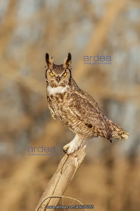 : Great Horned Owl Bubo virginianus perched in a cottonwo : Great Horned Owl Bubo virginianus perched in a cottonwo