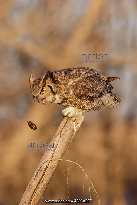 : Great Horned Owl Bubo virginianus perched in a cottonwo : Great Horned Owl Bubo virginianus perched in a cottonwo