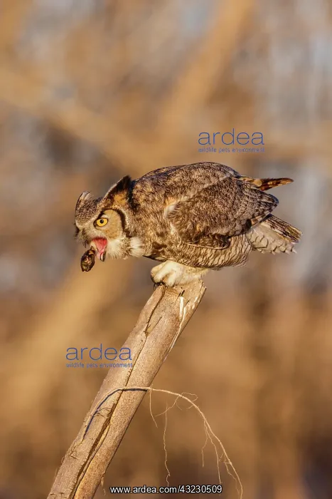 : Great Horned Owl Bubo virginianus perched in a cottonwo : Great Horned Owl Bubo virginianus perched in a cottonwo