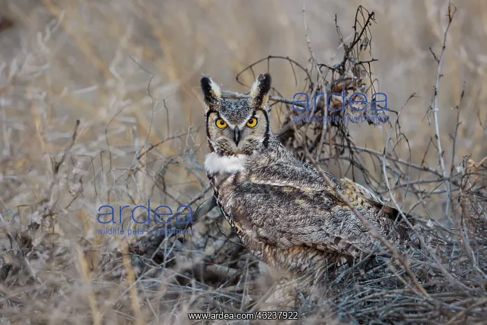 : Great Horned Owl Bubo virginianus perched in a cottonwo : Great Horned Owl Bubo virginianus perched in a cottonwo
