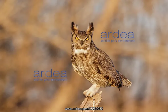 : Great Horned Owl Bubo virginianus perched in a cottonwo : Great Horned Owl Bubo virginianus perched in a cottonwo