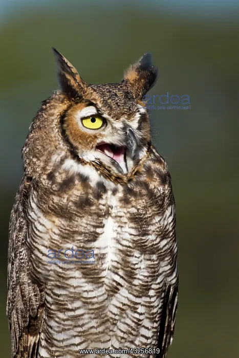 : Great Horned Owl (Bubo virginianus) resting : Great Horned Owl (Bubo virginianus) resting