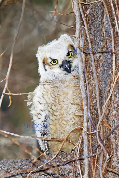 : Great Horned Owl - Chick branching out from nest : Great Horned Owl - Chick branching out from nest