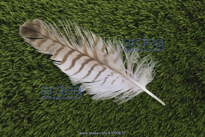 : Great Horned Owl Feather : Great Horned Owl Feather