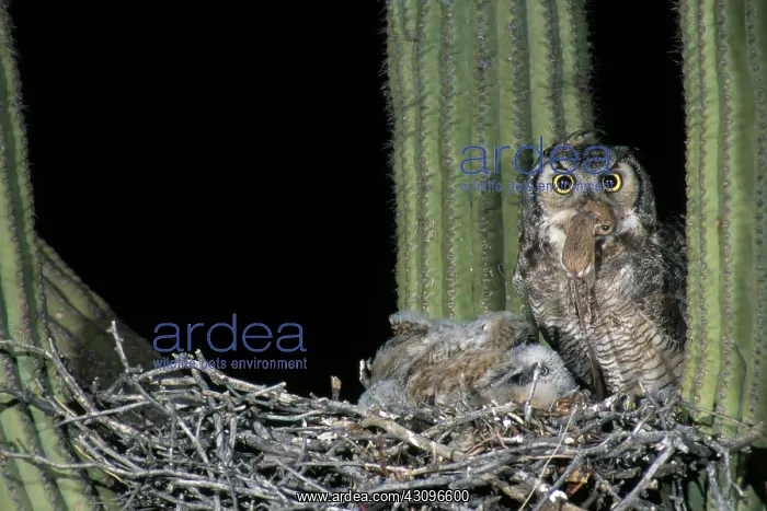 : Great Horned Owl Feeding Young : Great Horned Owl Feeding Young